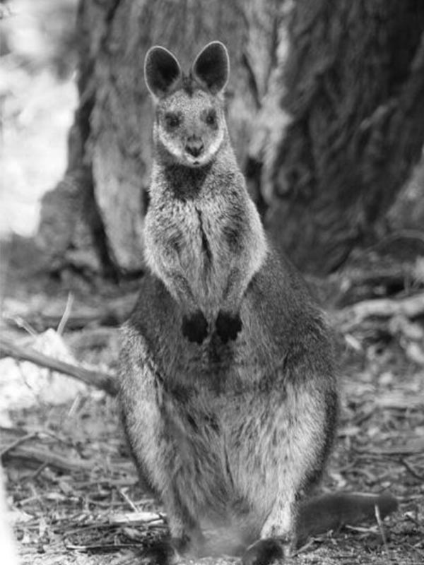 Experience Australian Wildlife Journeys | 39 South
