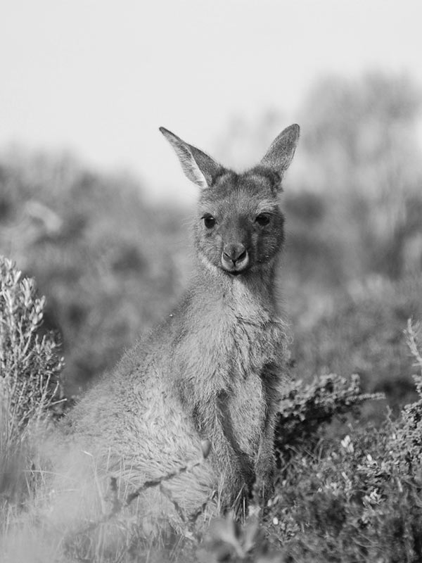 Experience Australian Wildlife Journeys | 39 South